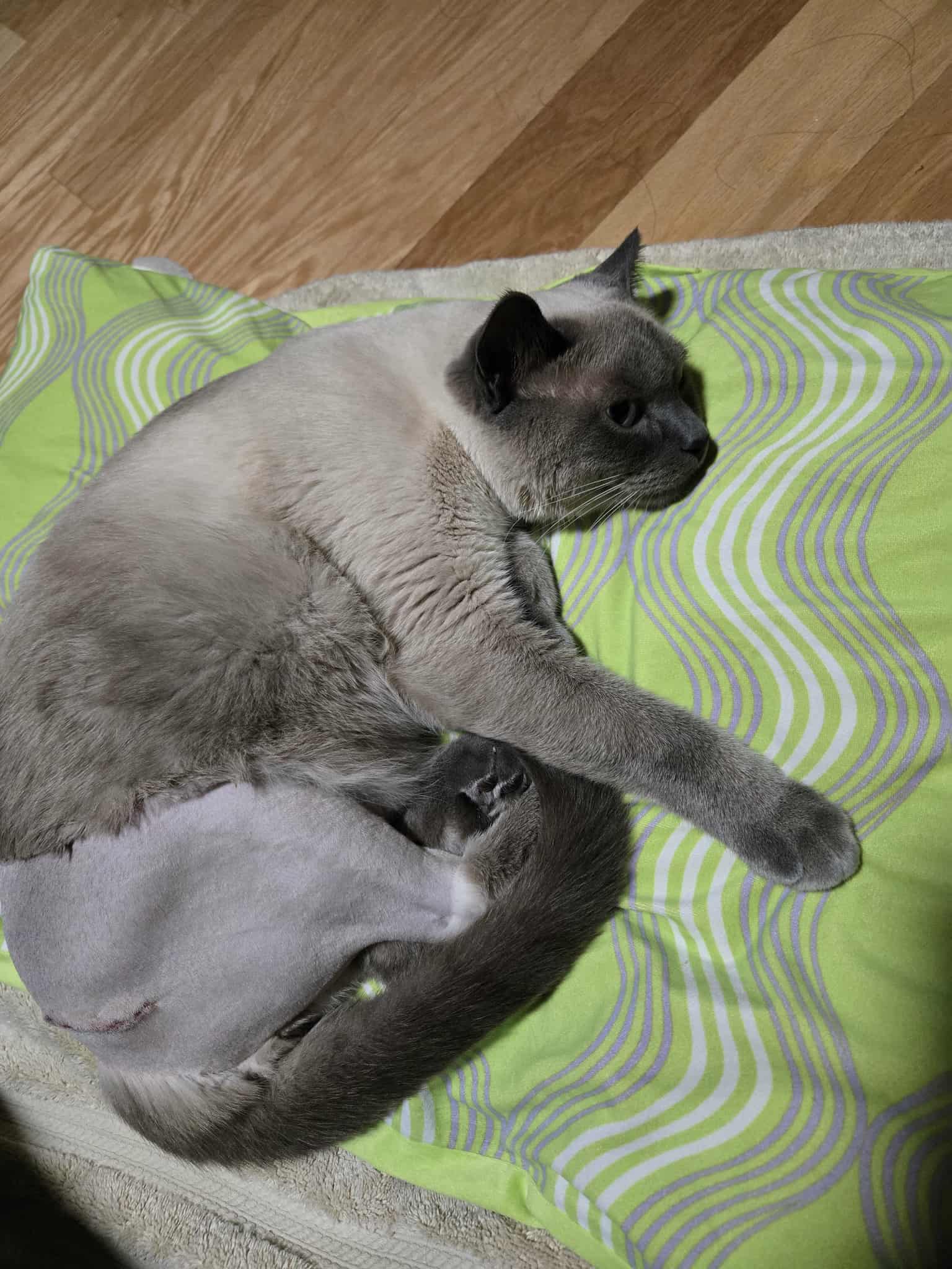 Mr. Bưởi the cat