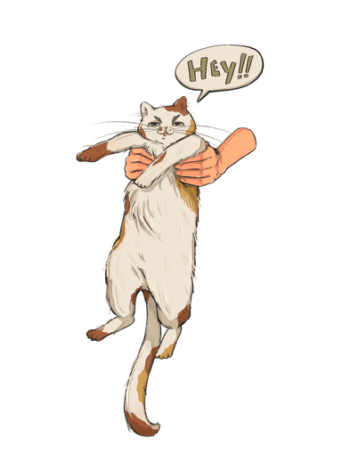The Hey Cat illustration